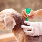 aplicando Permetrina a un perro