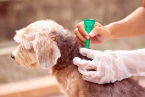 aplicando Permetrina a un perro