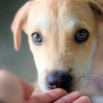 cachorro de perro acercandose a mano humana