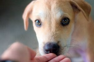 cachorro de perro acercandose a mano humana