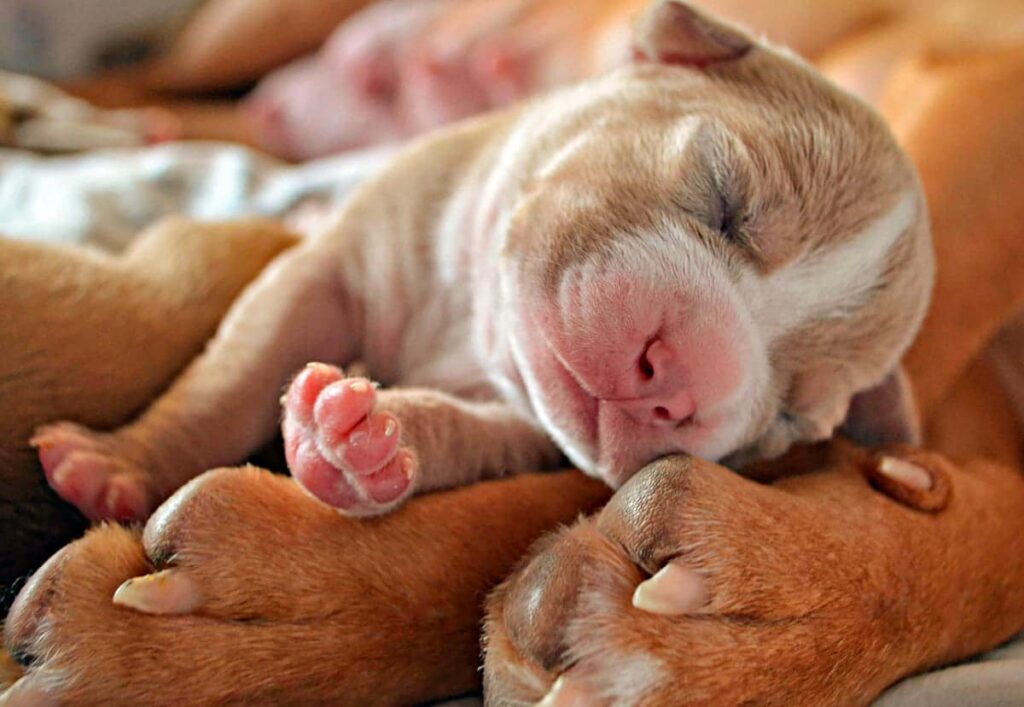 cachorro durmiendo sobre las patas de su madre