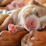cachorro durmiendo sobre las patas de su madre