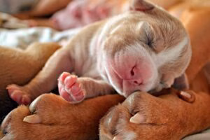 cachorro durmiendo sobre las patas de su madre