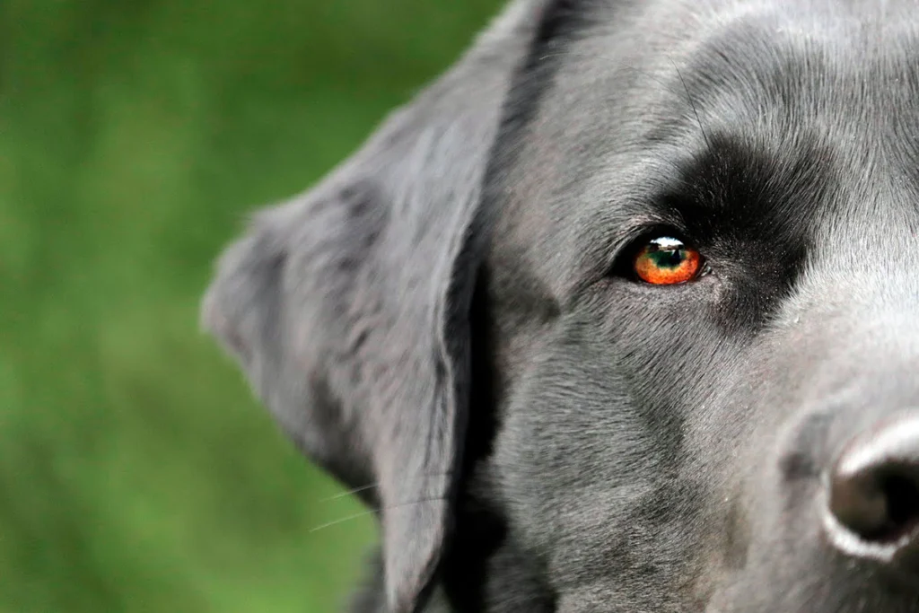 labrador retriever de color negro