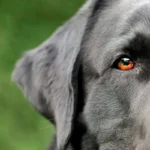 labrador retriever de color negro