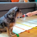 limpiando los pelos del perro