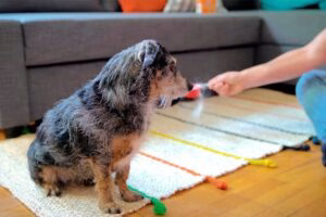 limpiando los pelos del perro