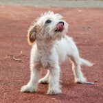 perro abandonado en la calle