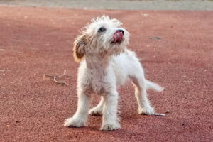 perro abandonado en la calle