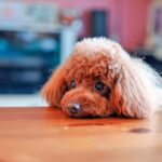 perro apuyado sobre la mesa de comer