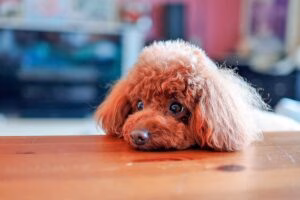 perro apuyado sobre la mesa de comer