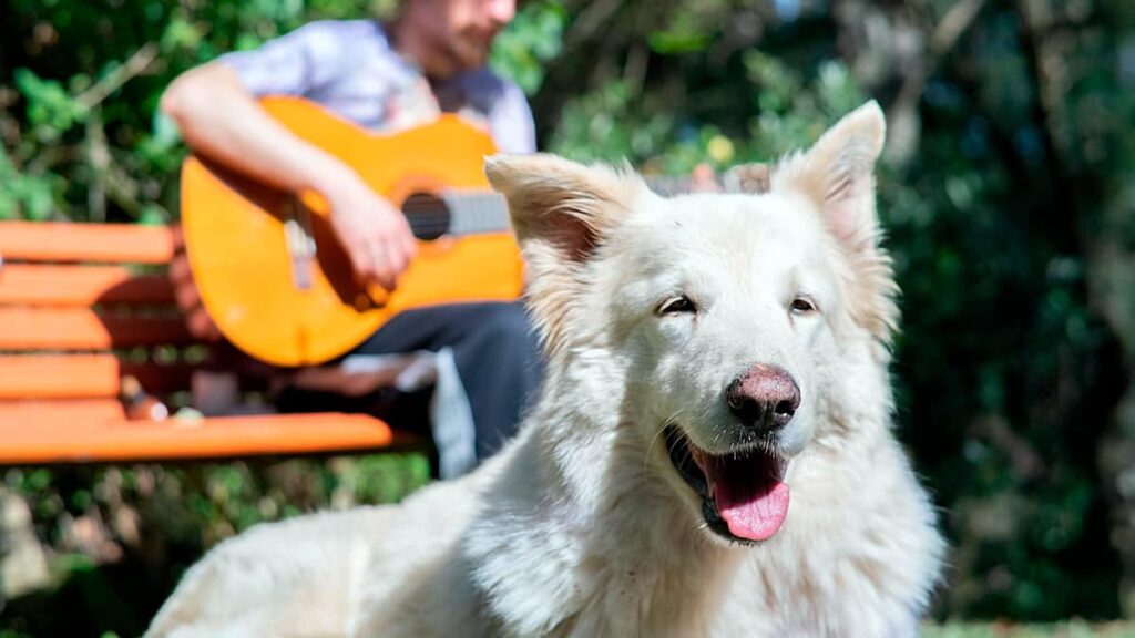 perro blanco escuchando una cancion de un guitarrista