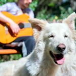 perro blanco escuchando una cancion de un guitarrista
