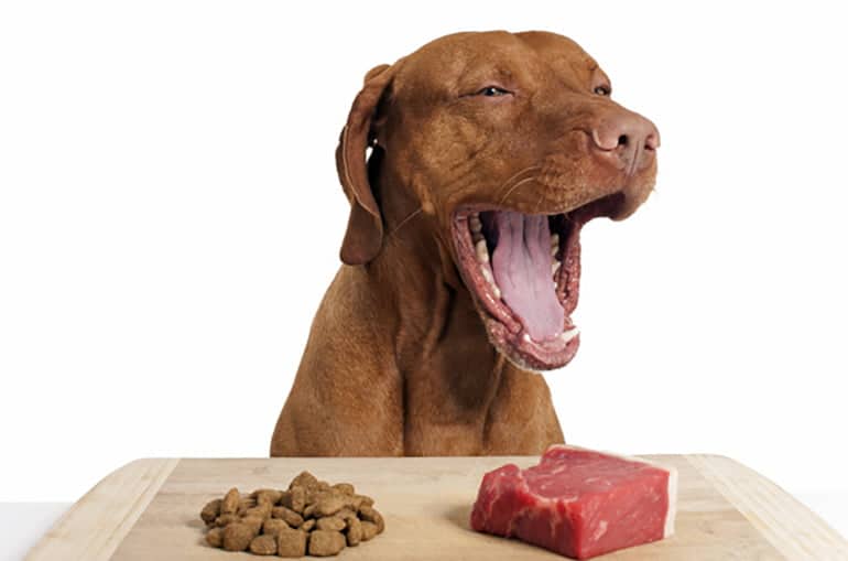 Dieta BARF para perros ¿Qué es y cómo se hace?