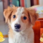 perro despues de orinar en la casa