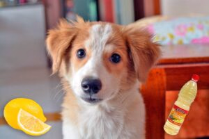 perro despues de orinar en la casa