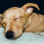perro dormido y sonando