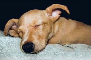 perro dormido y sonando