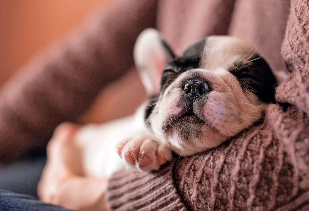 perro durmiendo en mi regazo