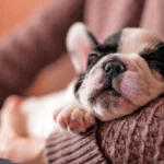perro durmiendo en mi regazo