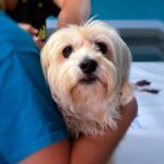 perro en consulta veterinaria