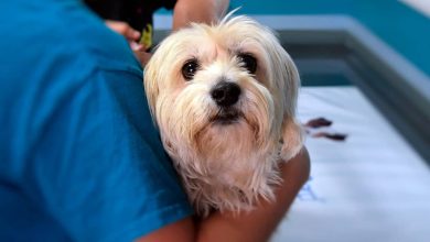 Año nuevo Privilegio probabilidad Pseudorrabia en perros | Contagio y síntomas