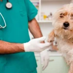 perro en revision veterinaria para la Leishmaniosis