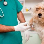 perro en revision veterinaria para la Leishmaniosis