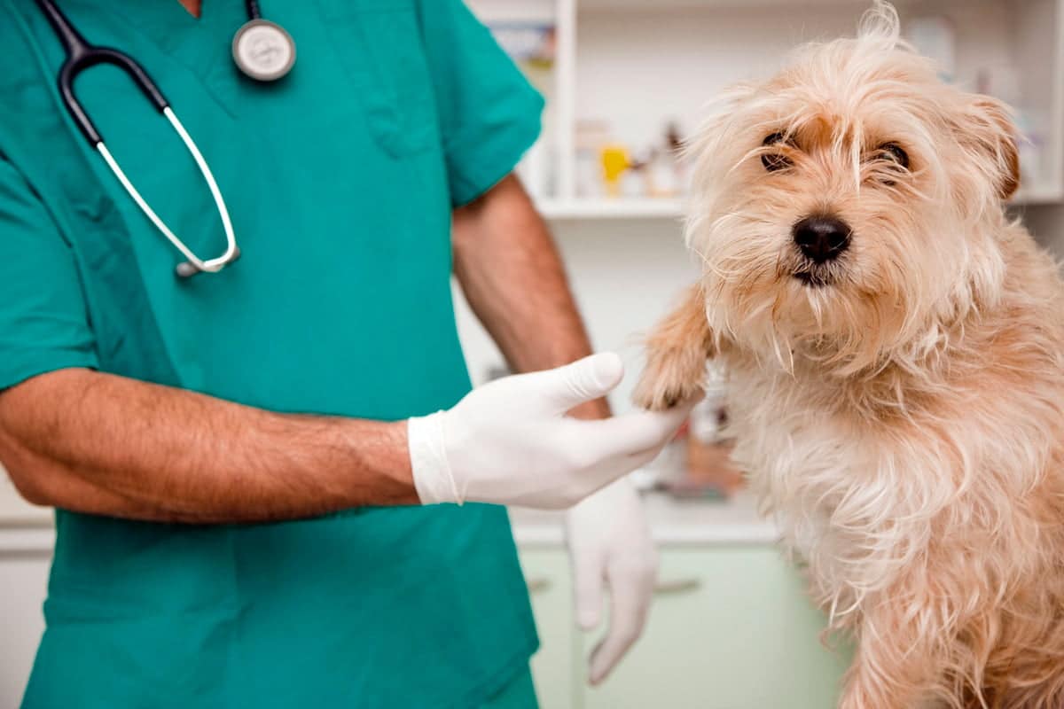 perro en revision veterinaria para la Leishmaniosis