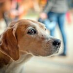 perro esperando caricias