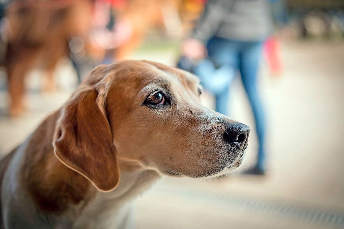 perro esperando caricias