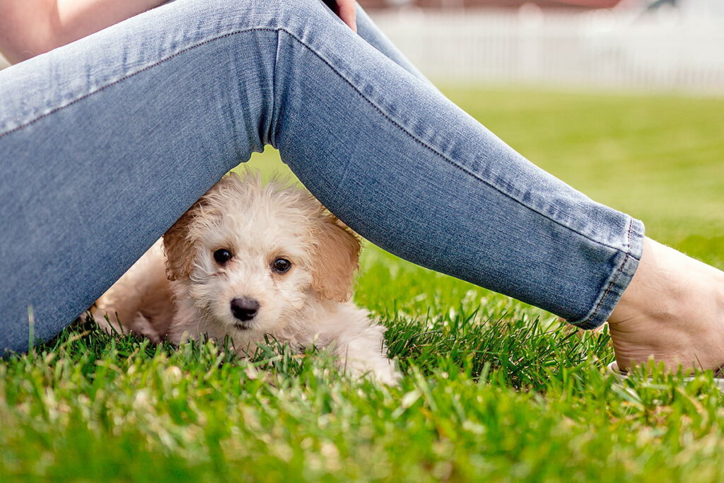 perro feliz bajo las piernas de su duena