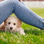 perro feliz bajo las piernas de su duena