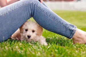 perro feliz bajo las piernas de su duena
