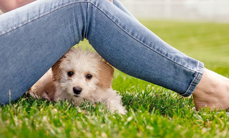 perro feliz bajo las piernas de su duena