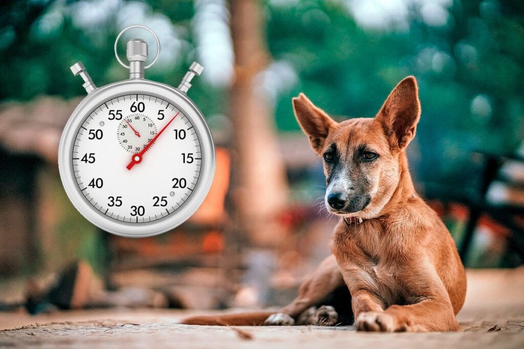 Combien De Temps Les Chiens Restent Colles Combien De Temps Les Chiens Restent Collés - Communauté MCMS