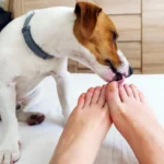 perro lamiendo los pies de su humano