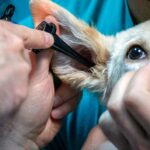 perro pasando una revision veterinaria