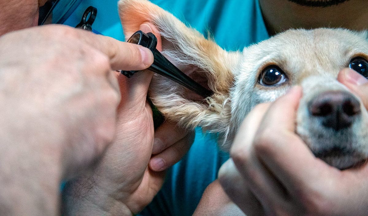 perro pasando una revision veterinaria