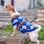 perro pequeno en la calle con un jersey de punto azul