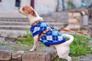 perro pequeno en la calle con un jersey de punto azul