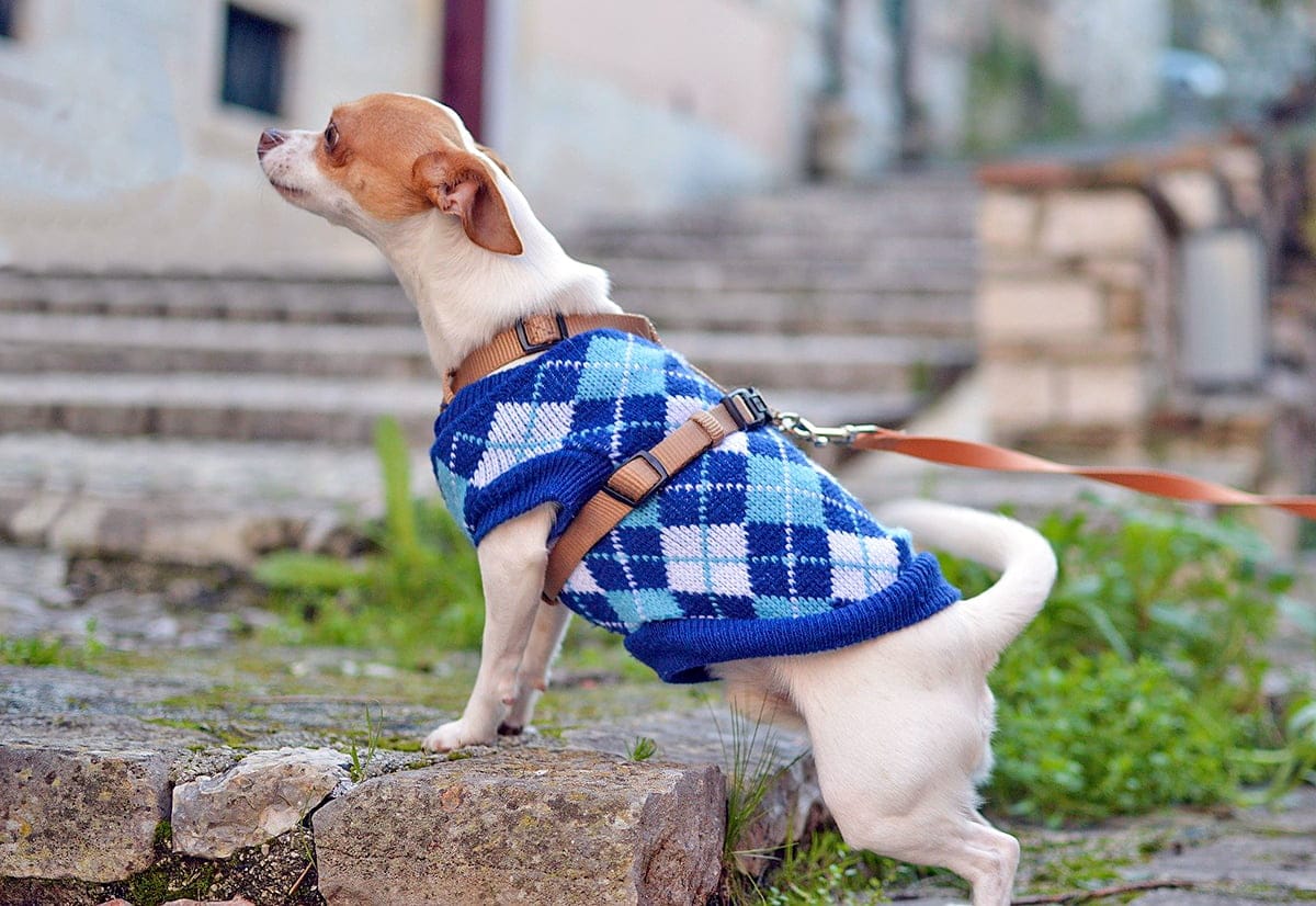 perro pequeno en la calle con un jersey de punto azul