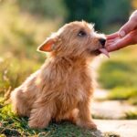 perro saca la lengua para lamer mano