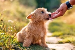 perro saca la lengua para lamer mano