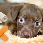 perro triste tras un ataque