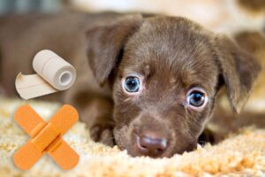 perro triste tras un ataque