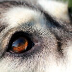 primer plano del ojoi de un perro