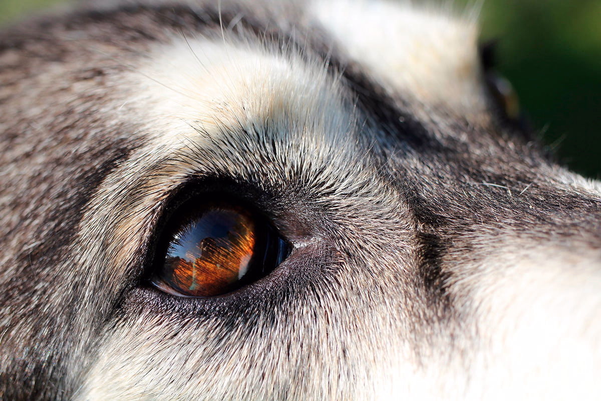 primer plano del ojoi de un perro