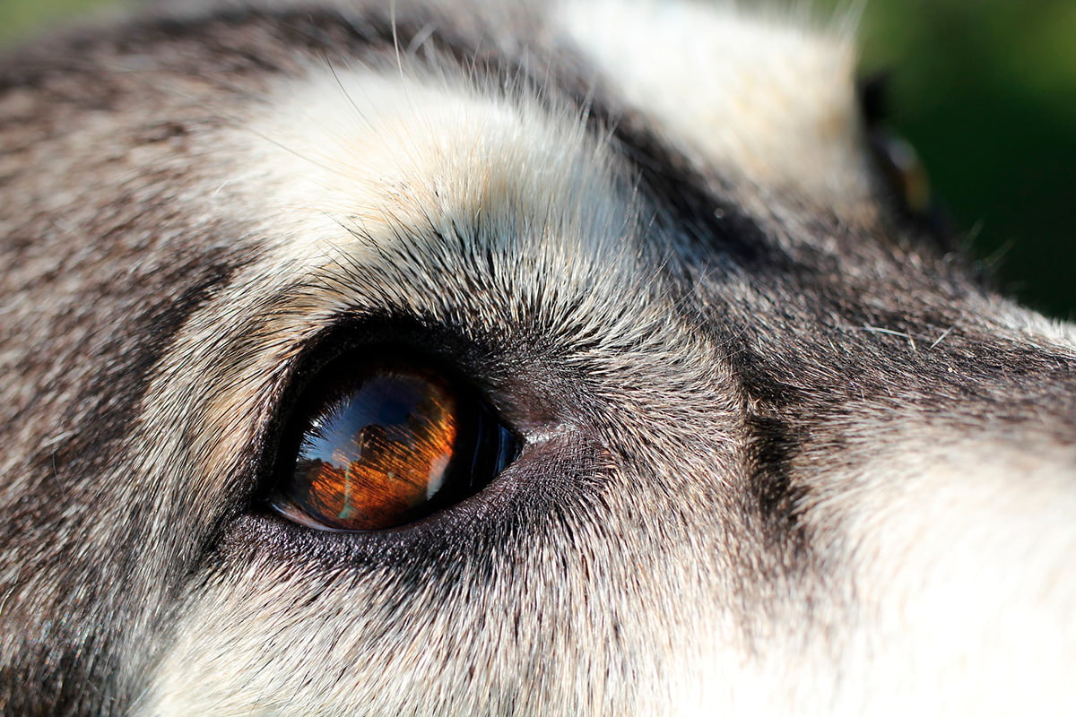 primer plano del ojoi de un perro