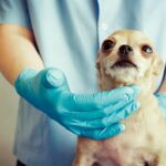 veterinario palpando las paperas de un perro